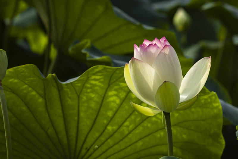 荷塘初绽 粉白莲花映绿叶图片