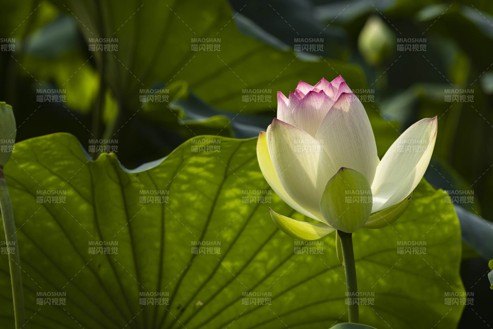 荷塘初绽 粉白莲花映绿叶图片