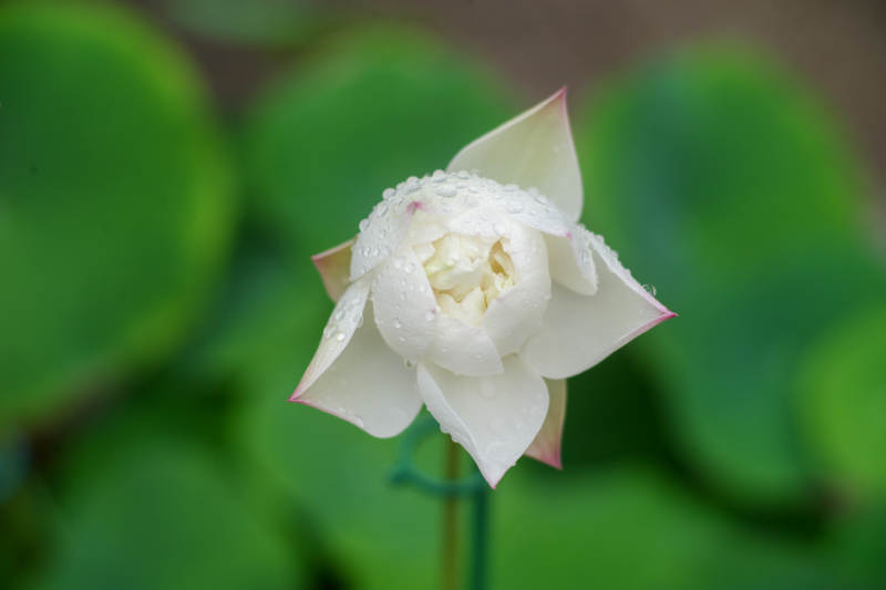 白莲含露 清雅绽放图片