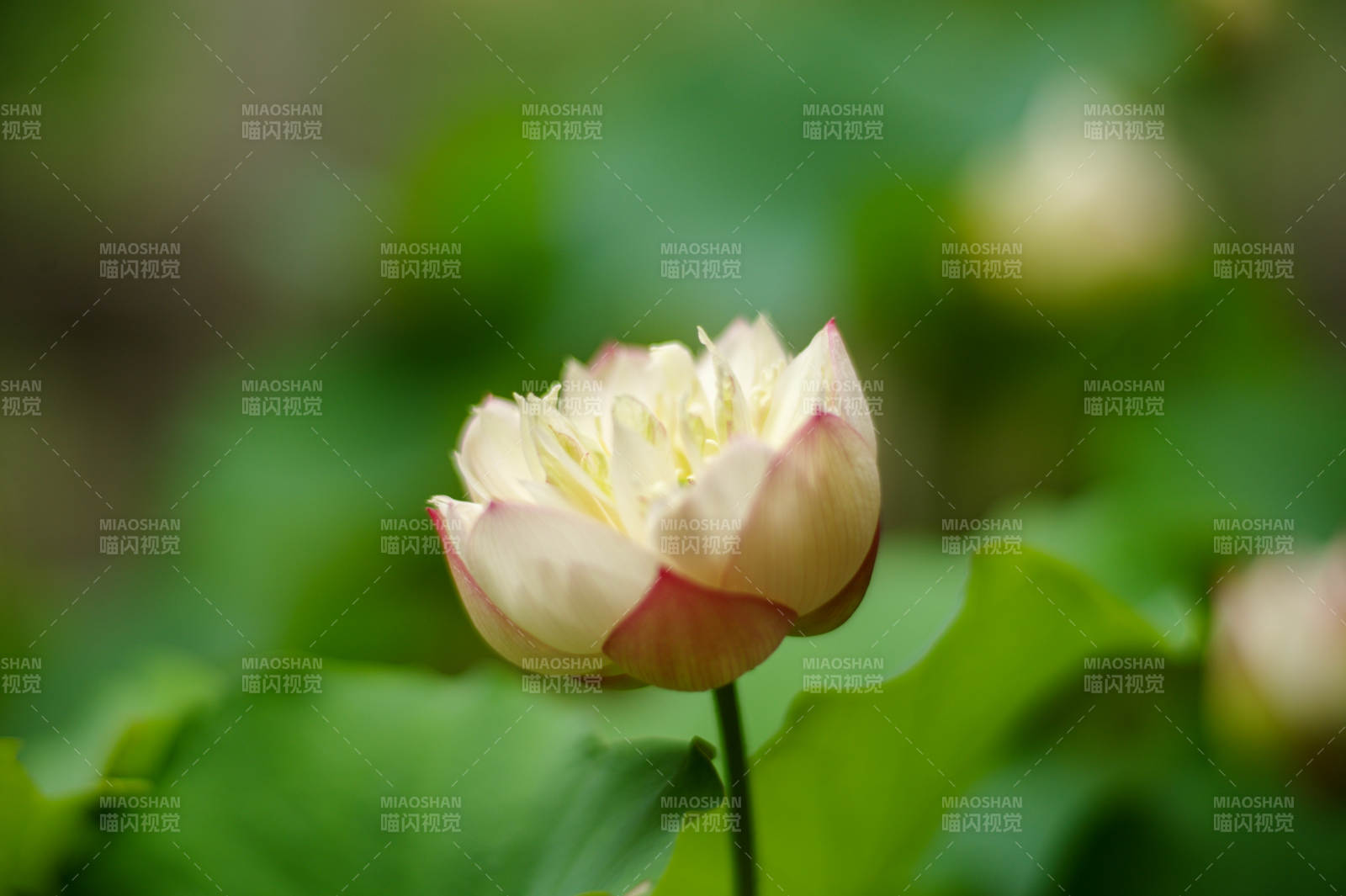 粉白莲花静绽绿叶间图片