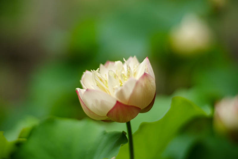 粉白莲花静绽绿叶间图片