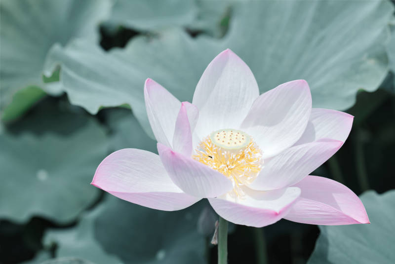 粉白莲花静绽碧叶间图片
