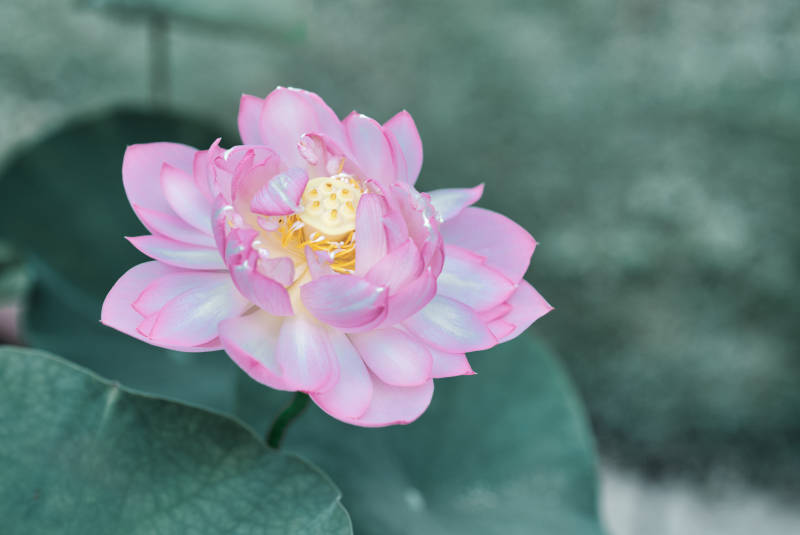 粉莲绽放 清雅脱俗图片