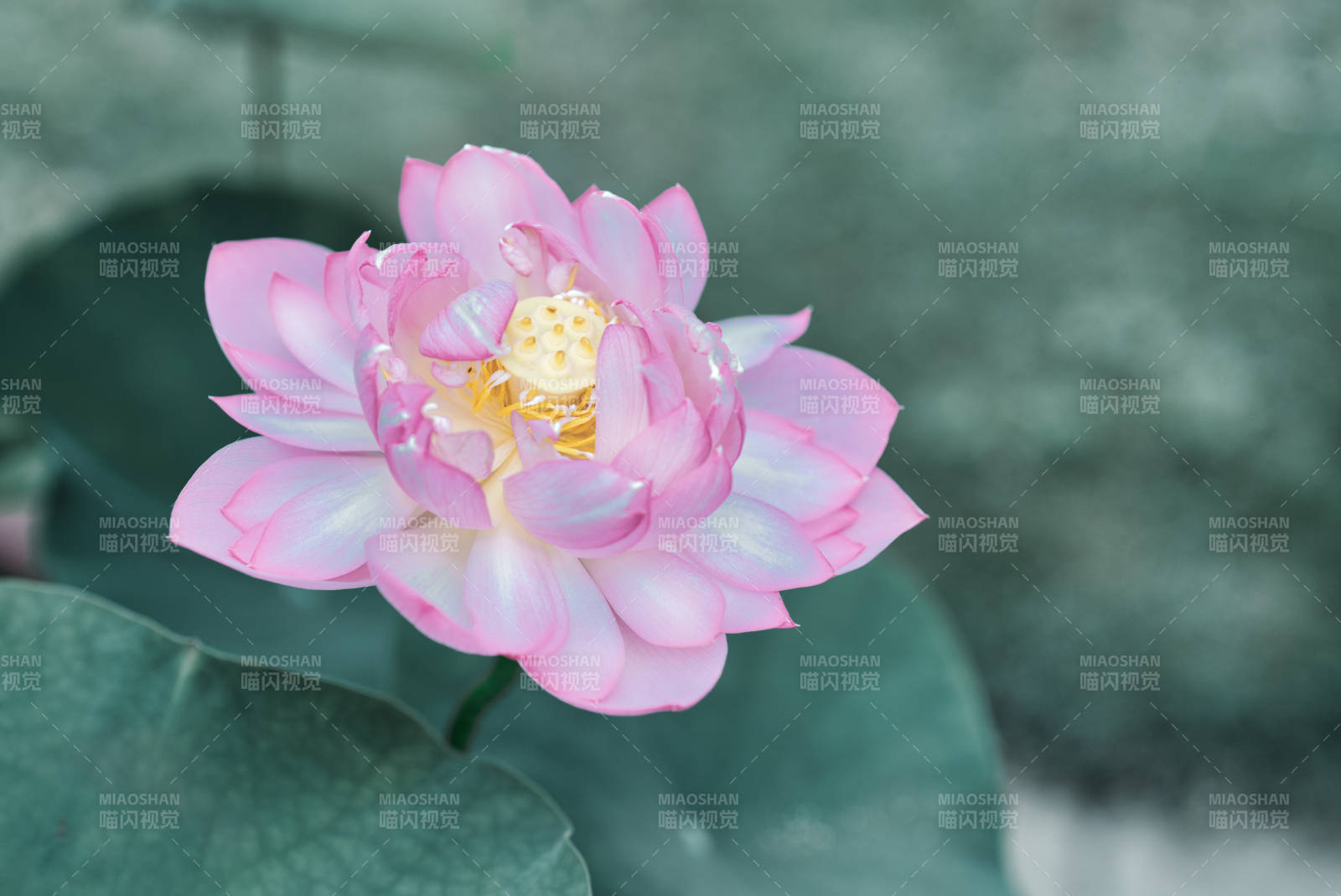 粉莲绽放 清雅脱俗图片