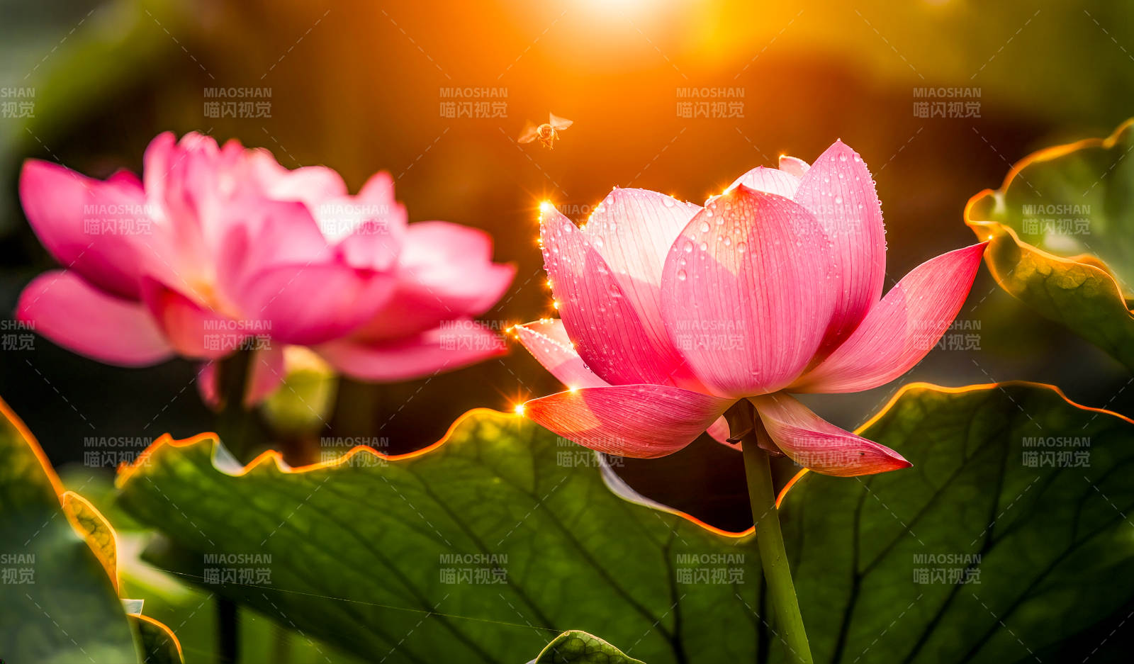 夕阳下的粉红莲花绽放图片