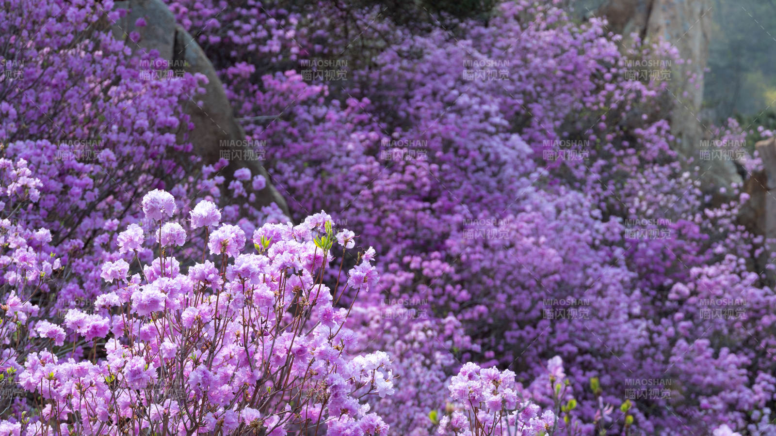 紫花漫山 春意盎然图片