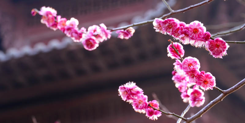 梅花绽放映古檐图片