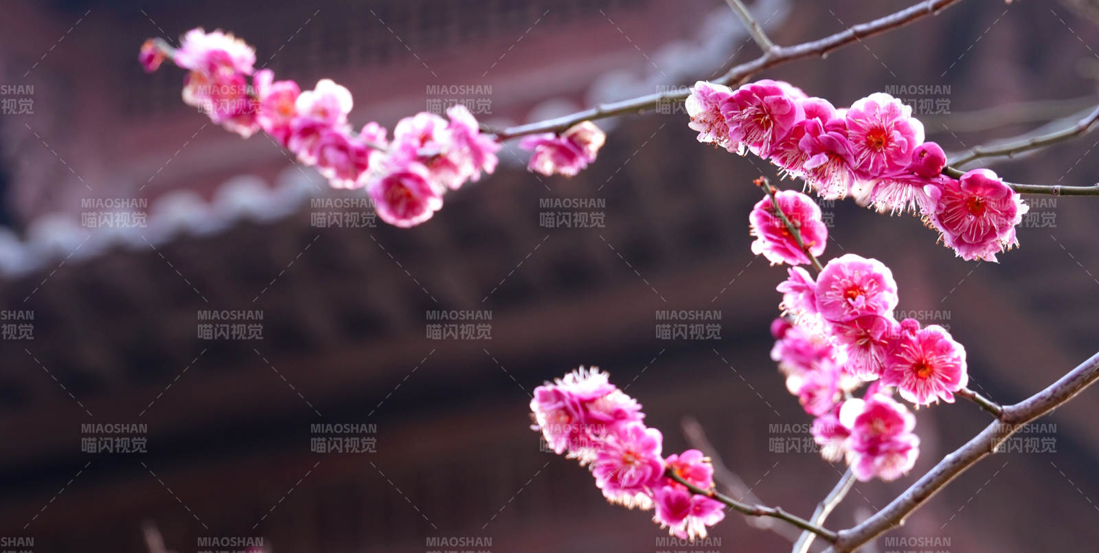 梅花绽放映古檐图片