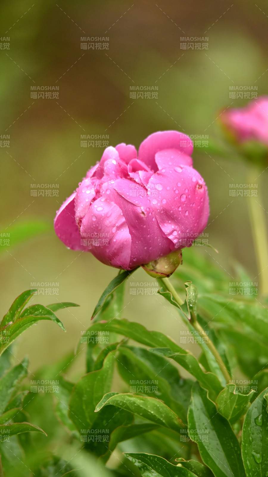 雨后粉芍药 水珠映娇颜图片