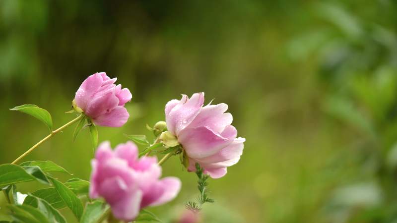 粉芍药绽放 绿意朦胧间图片