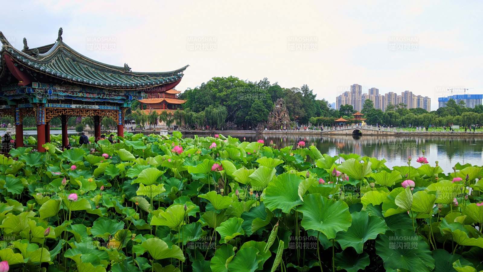 昆明大观公园荷塘古亭映城景图片