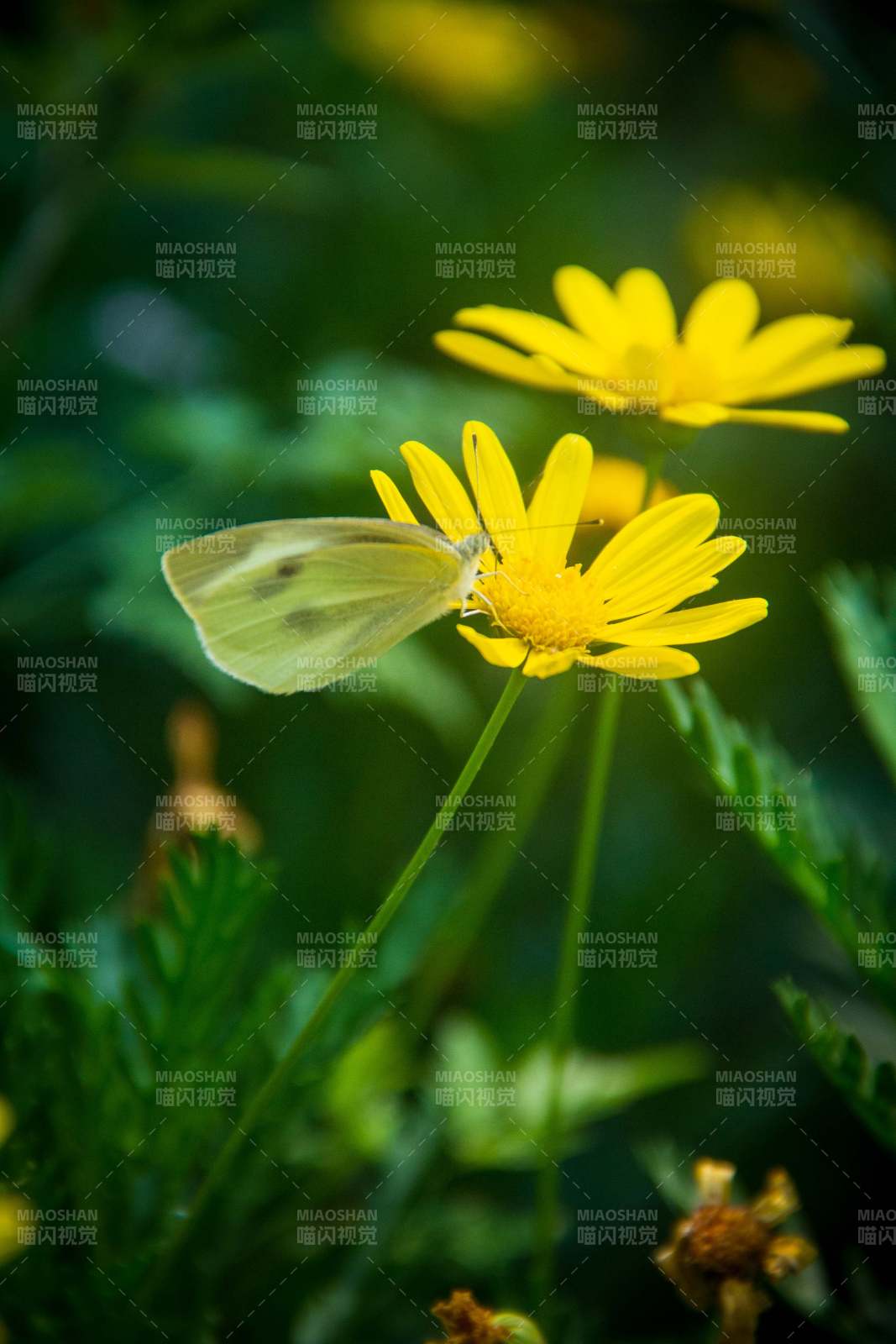 黄蝶恋花 春意盎然图片