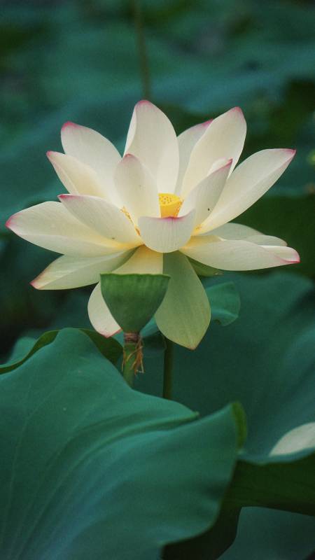 白莲绽放 绿叶衬托图片