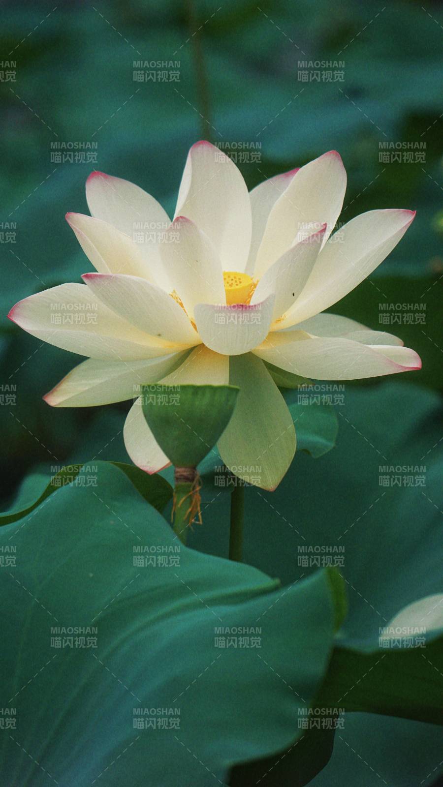 白莲绽放 绿叶衬托图片