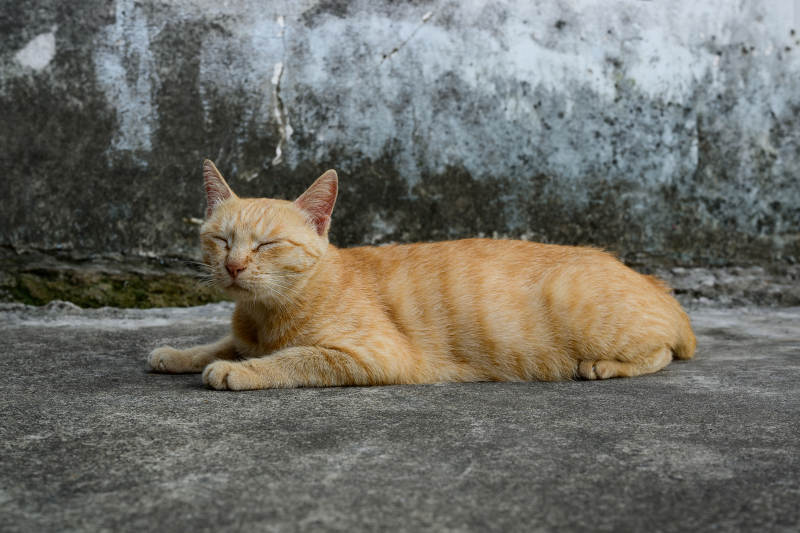 橘猫慵懒卧地晒太阳图片