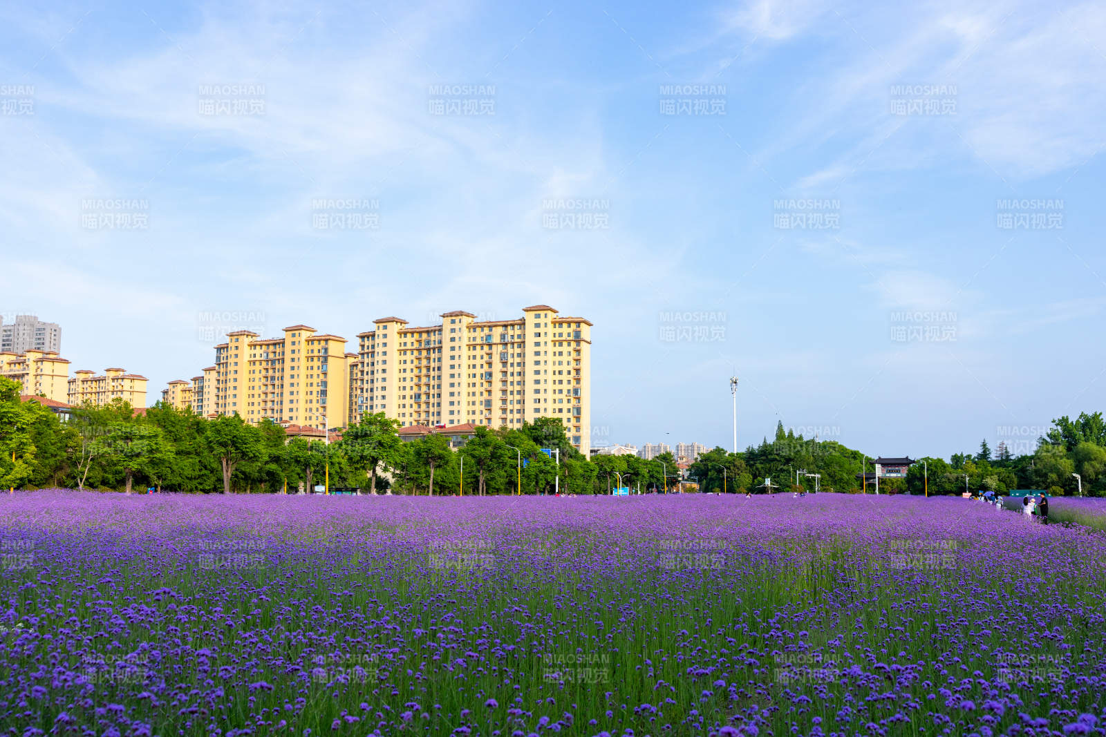 紫花海映高楼蓝天图片