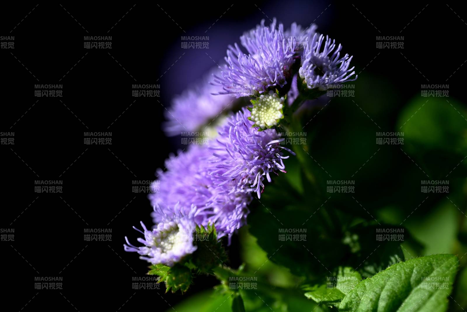 蓝紫色的藿香蓟一种很有特色的草本花卉图片
