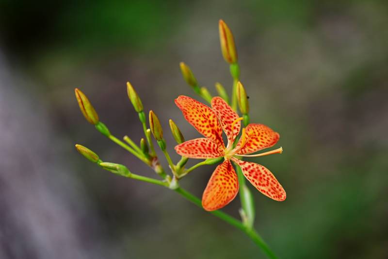 橙斑百合花绽放图片