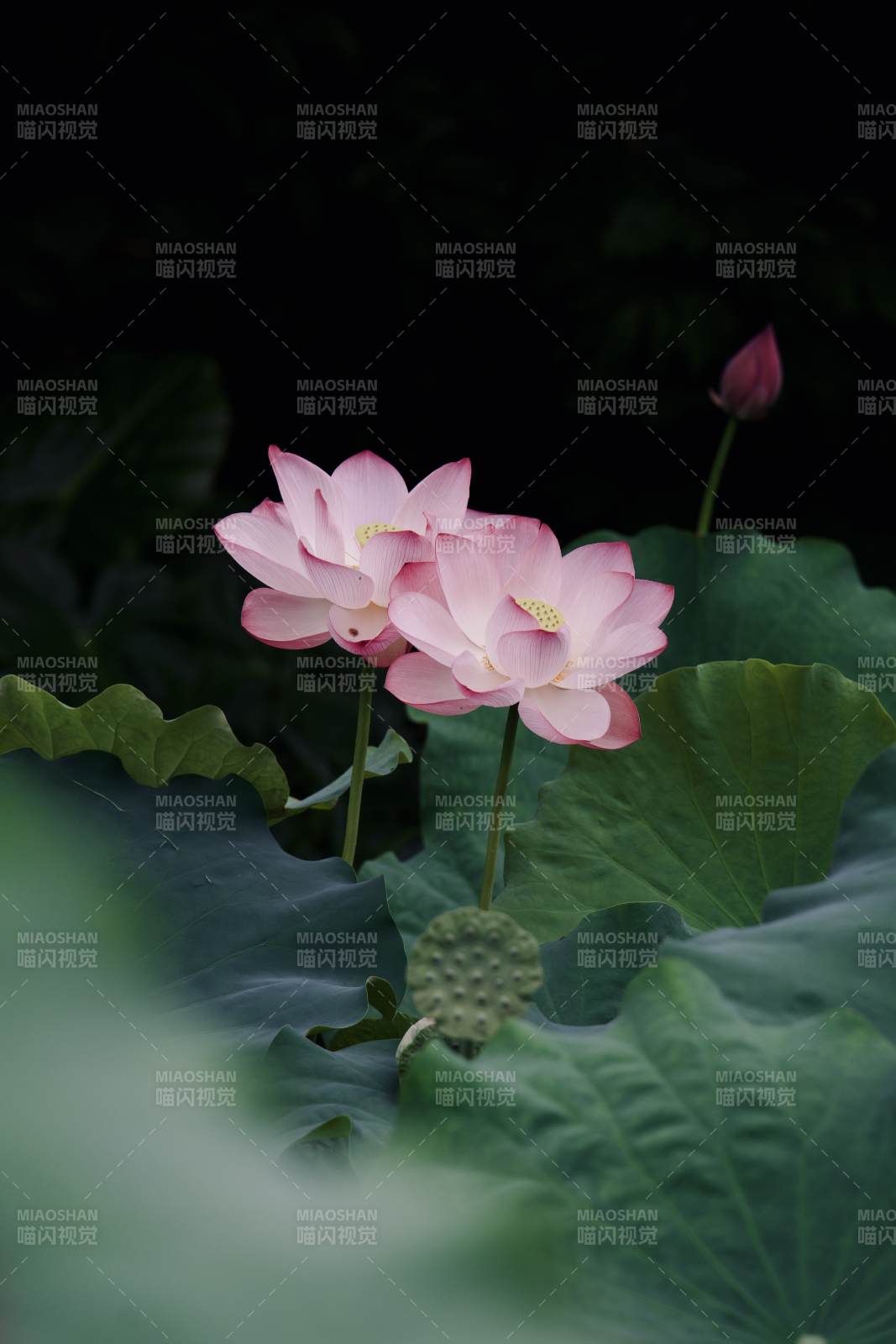 粉荷映碧叶 幽静绽放时图片