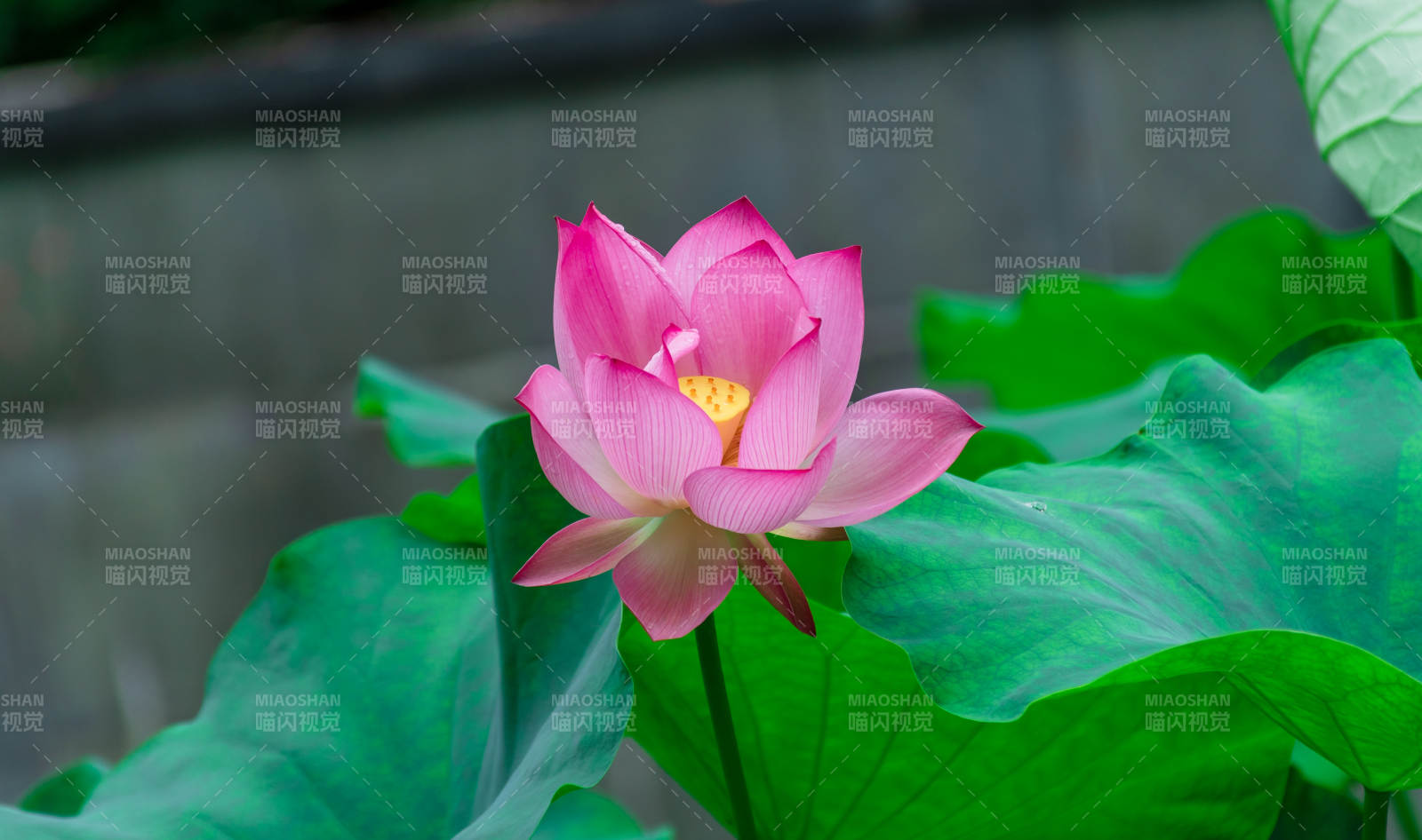 粉莲绽放 绿叶衬托美图片