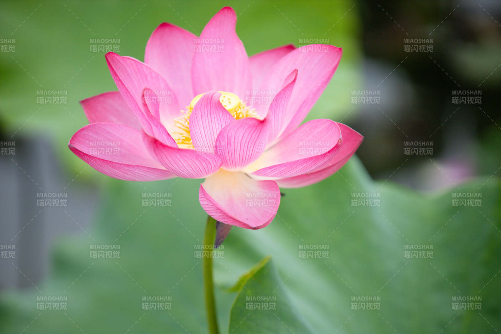 粉莲绽放 绿叶映衬美图片
