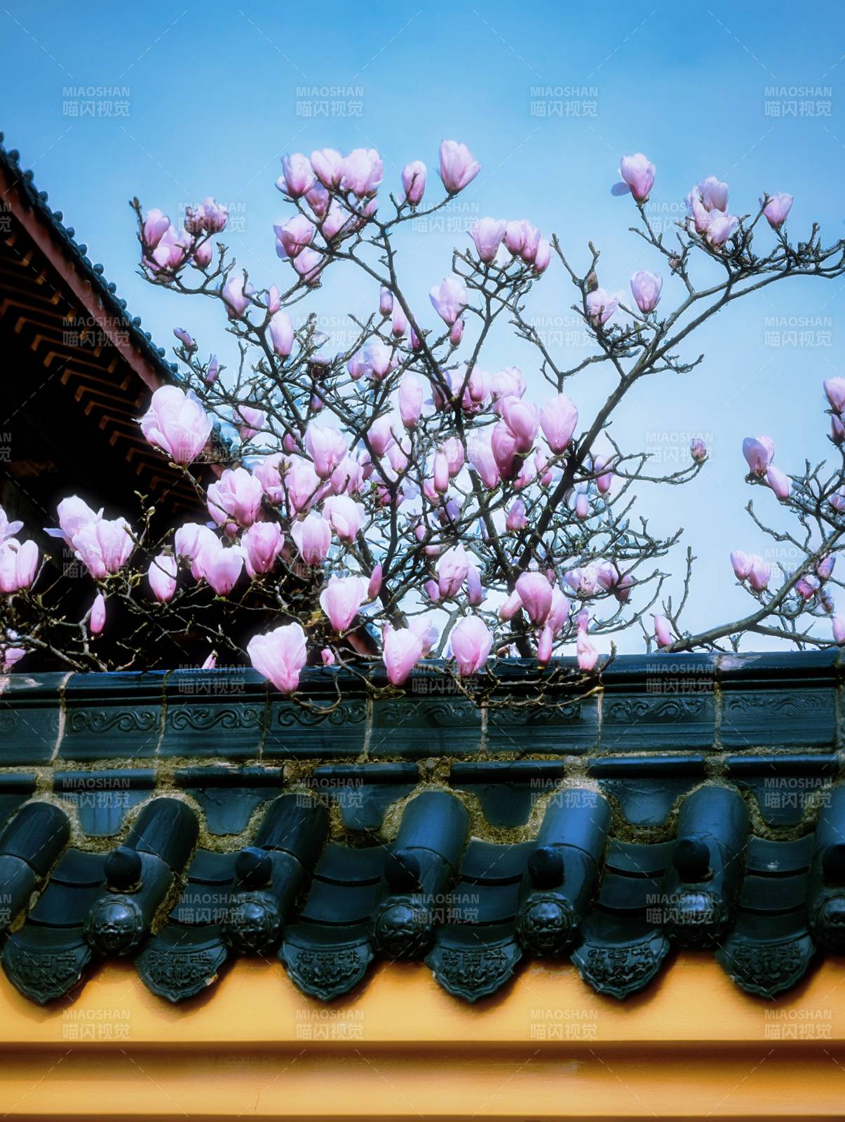 古墙玉兰花 春意盎然开图片