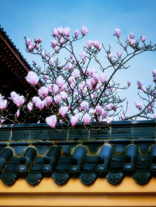 古墙玉兰花 春意盎然开图片