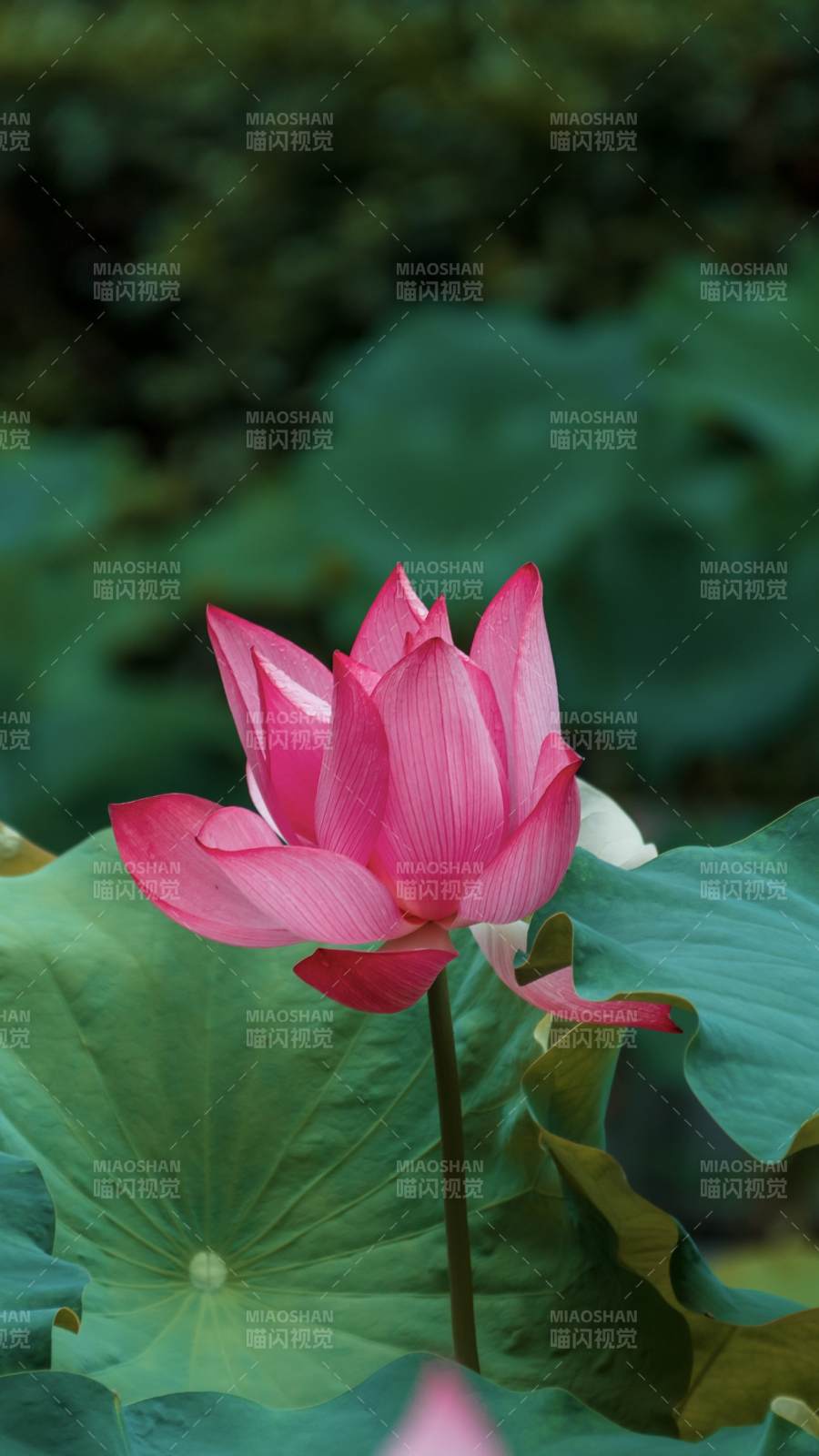 粉莲映碧叶 静谧夏池塘图片