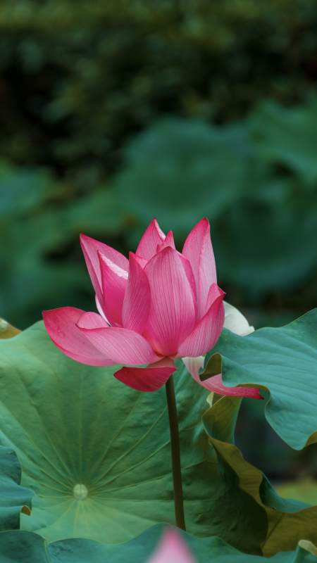 粉莲映碧叶 静谧夏池塘图片