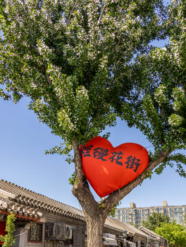 烂漫花街 红心挂树梢图片