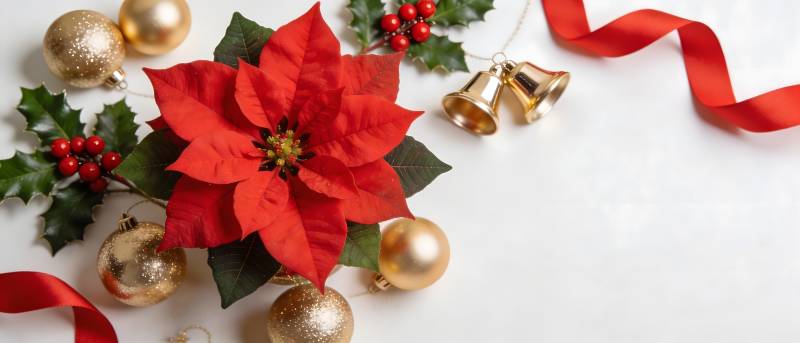 圣诞红 poinsettia 与金饰图片