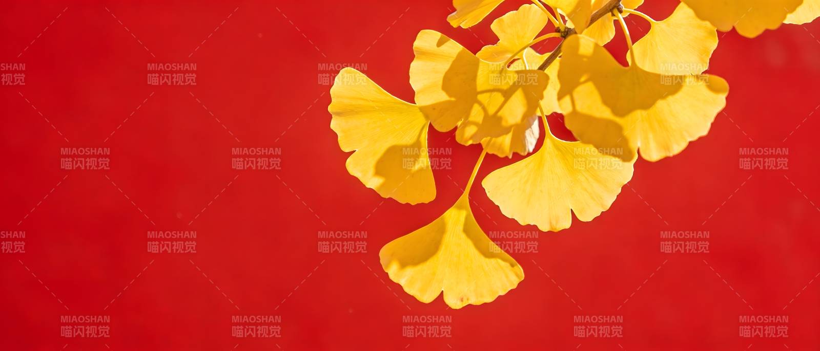 红底金叶 秋意浓烈图片