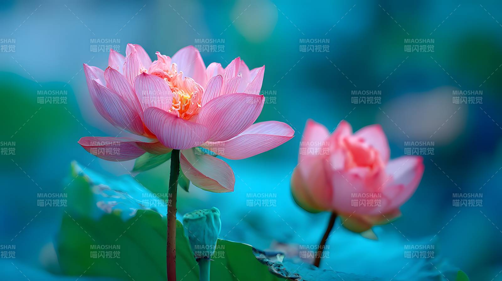 粉莲映碧塘 静谧生幽香图片