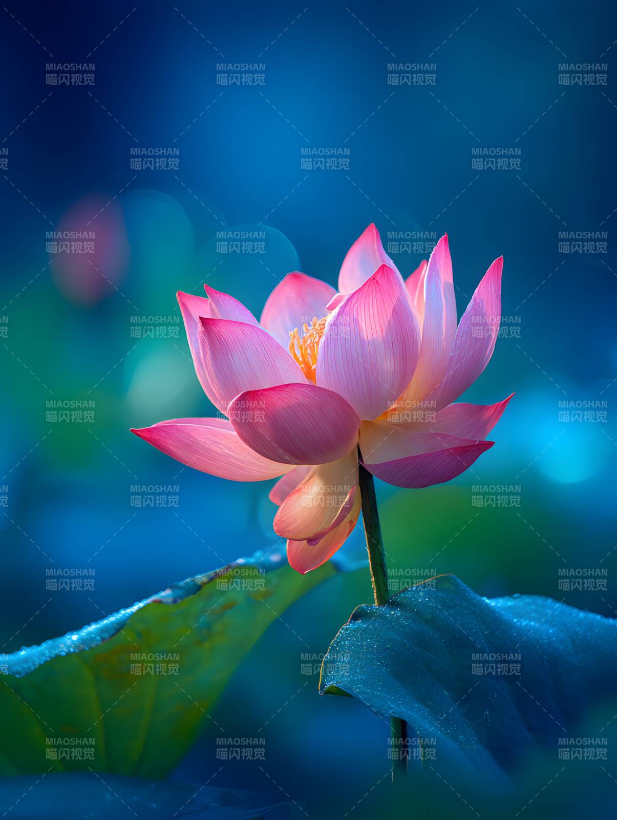 蓝调粉莲 静绽幽梦图片