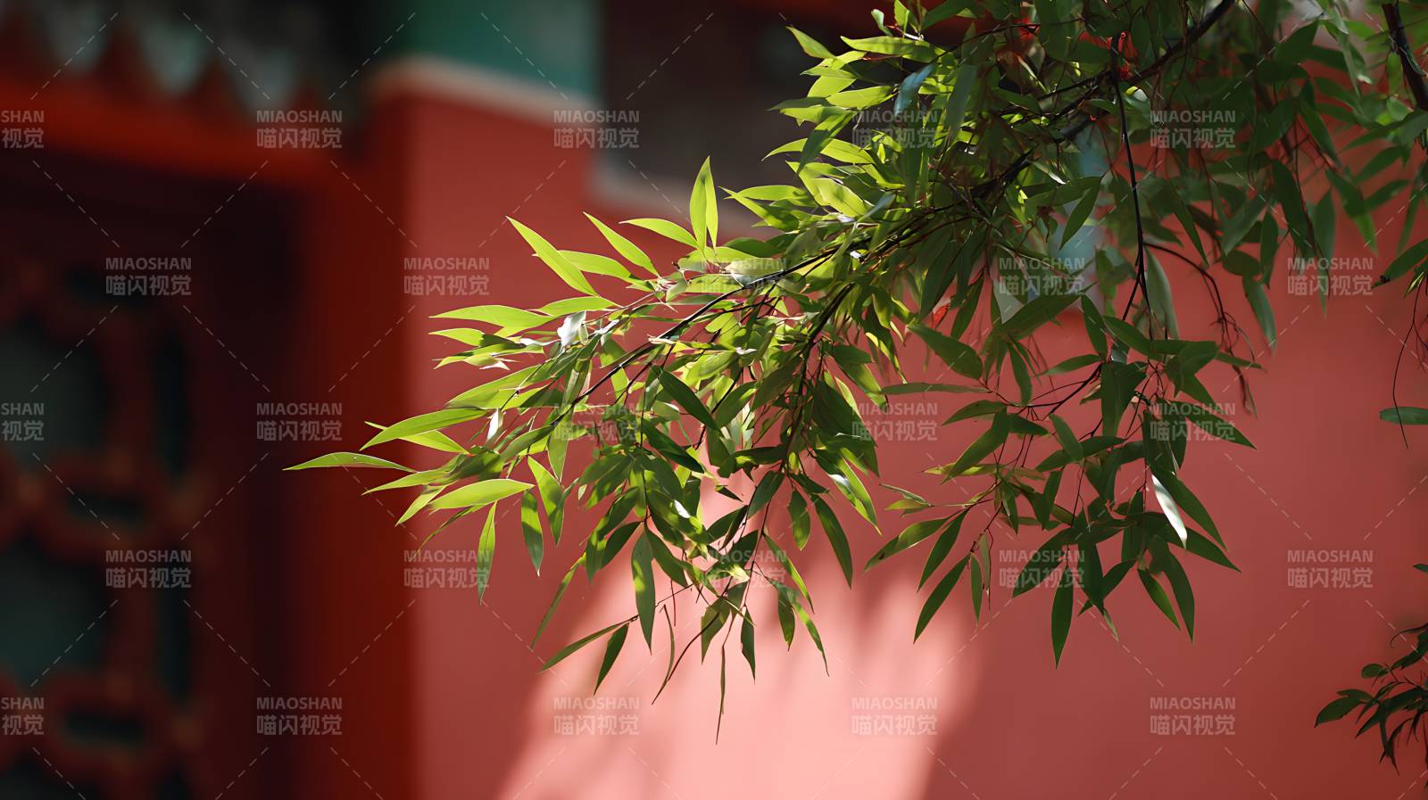 红墙绿竹影斑驳图片