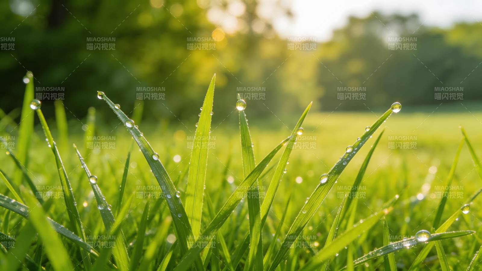 晨露缀绿草 阳光温柔照图片