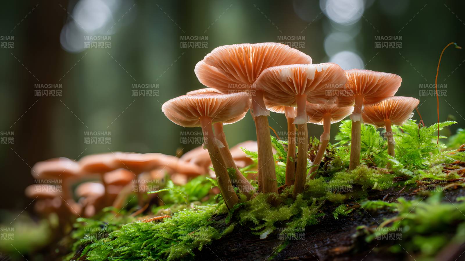 林间苔上橙菇簇生图片