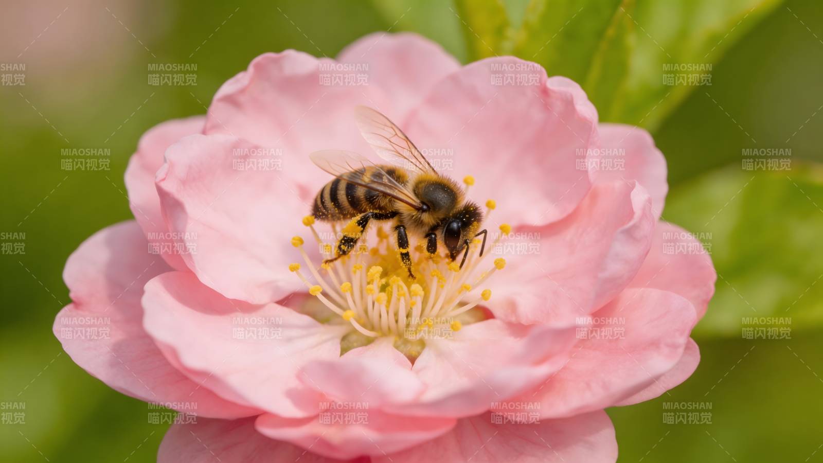 蜂采粉于粉花上图片