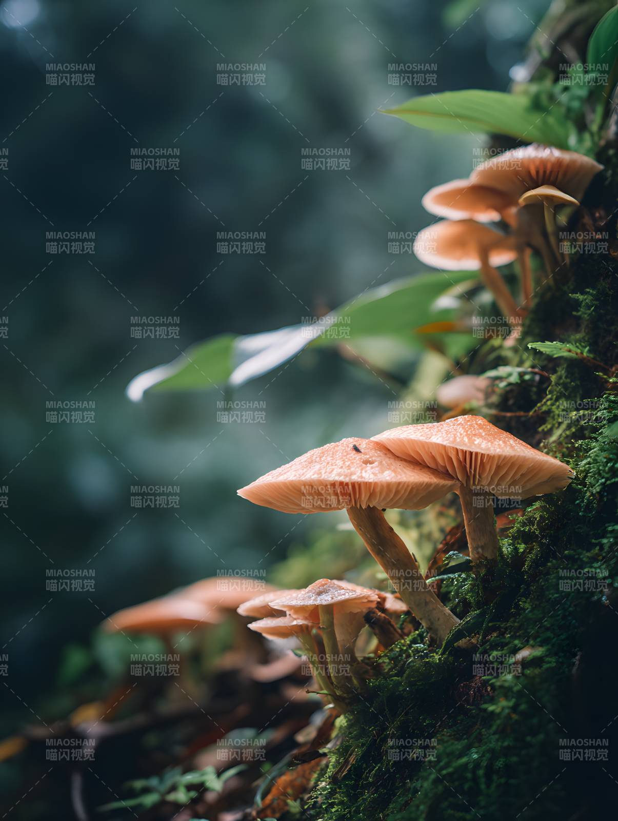 林间橙菇 苔藓相伴生图片