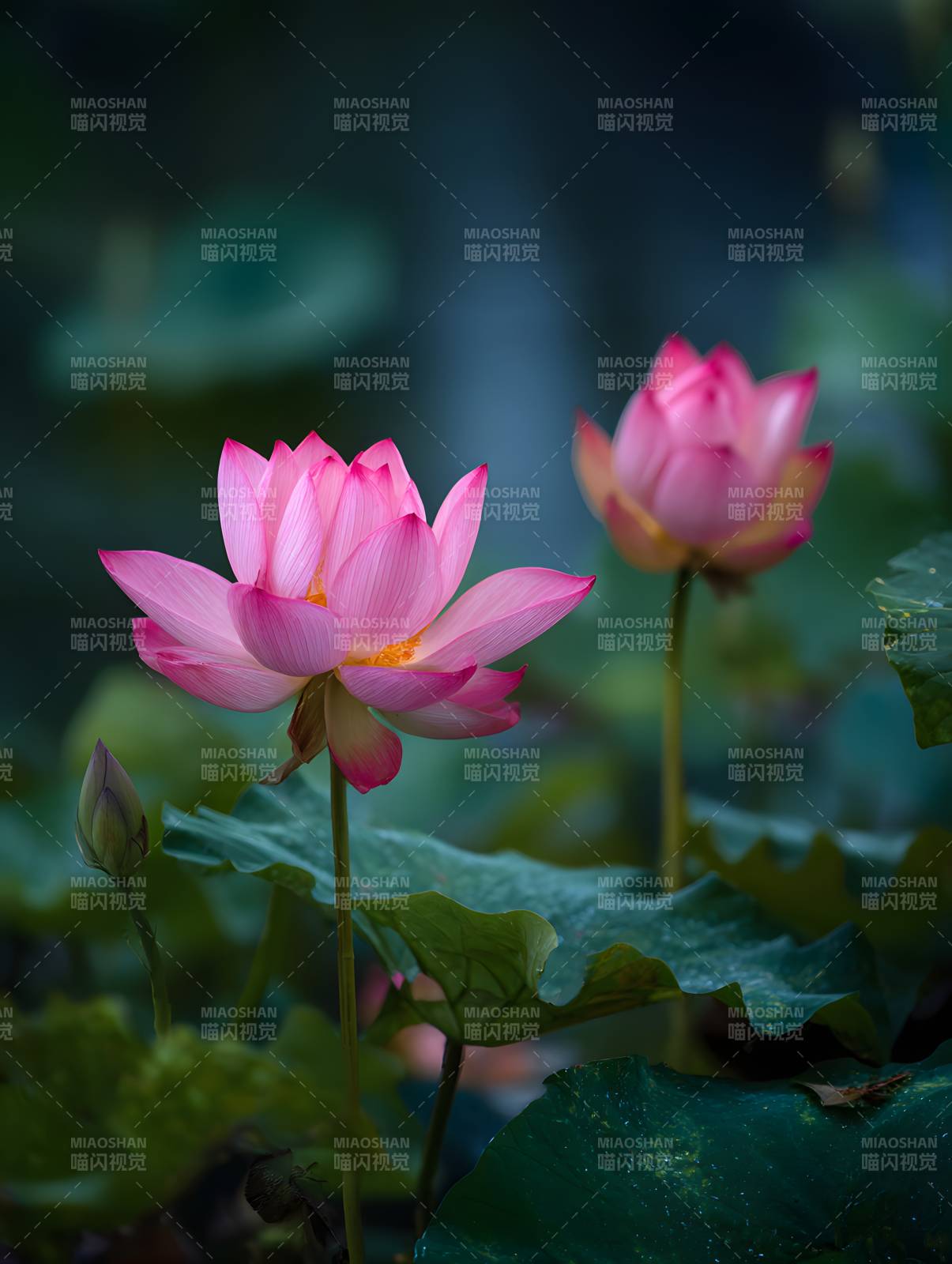 粉荷映碧叶 静美如诗画图片