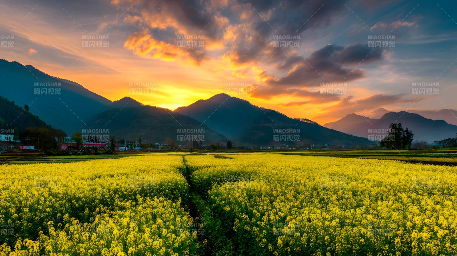 夕阳下的金黄花海山景图片