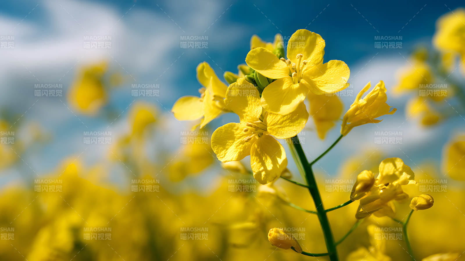 金黄油菜花海映蓝天图片