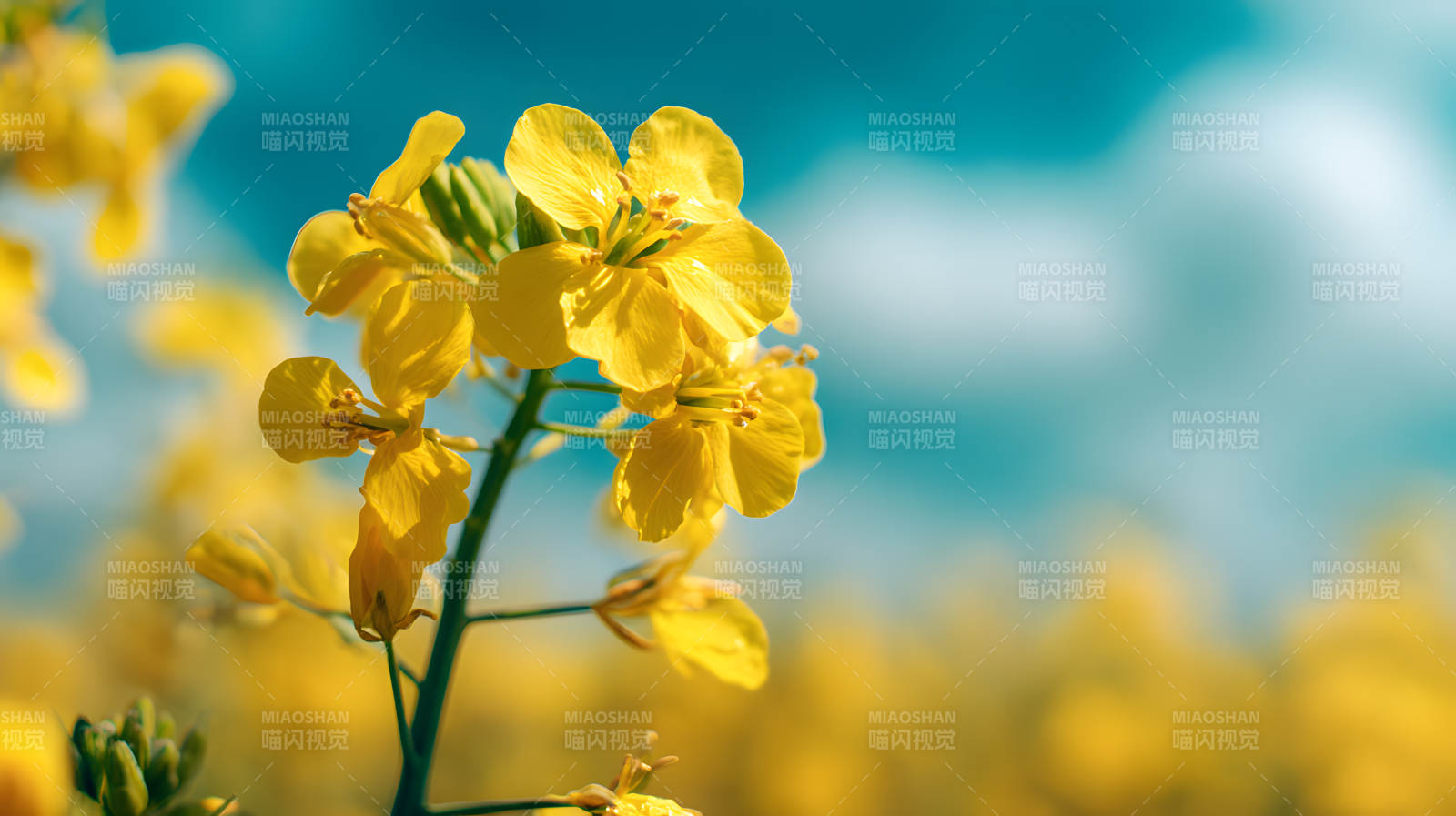 金黄油菜花 蓝天映春光图片