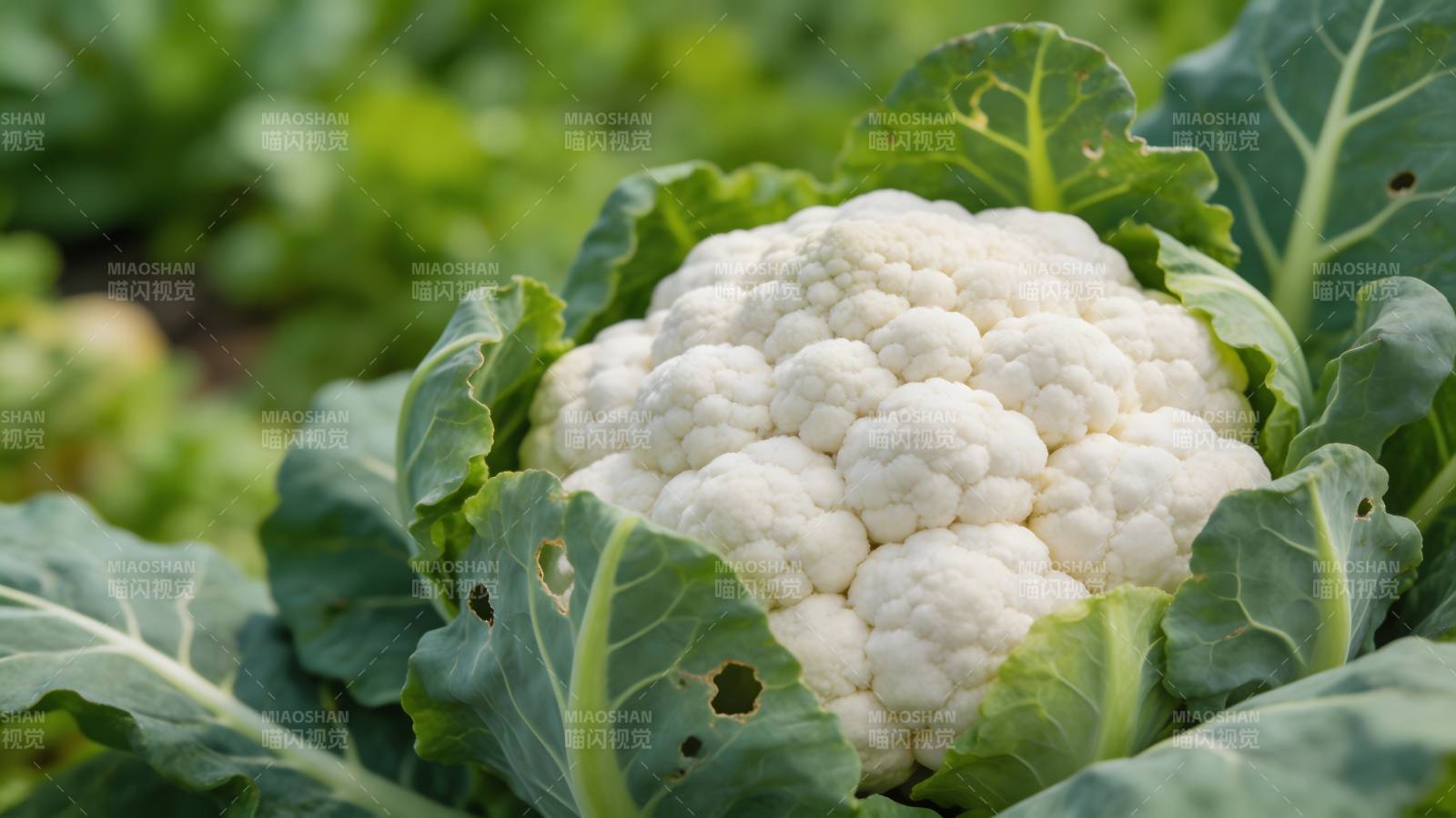新鲜花椰菜 绿叶护白球图片