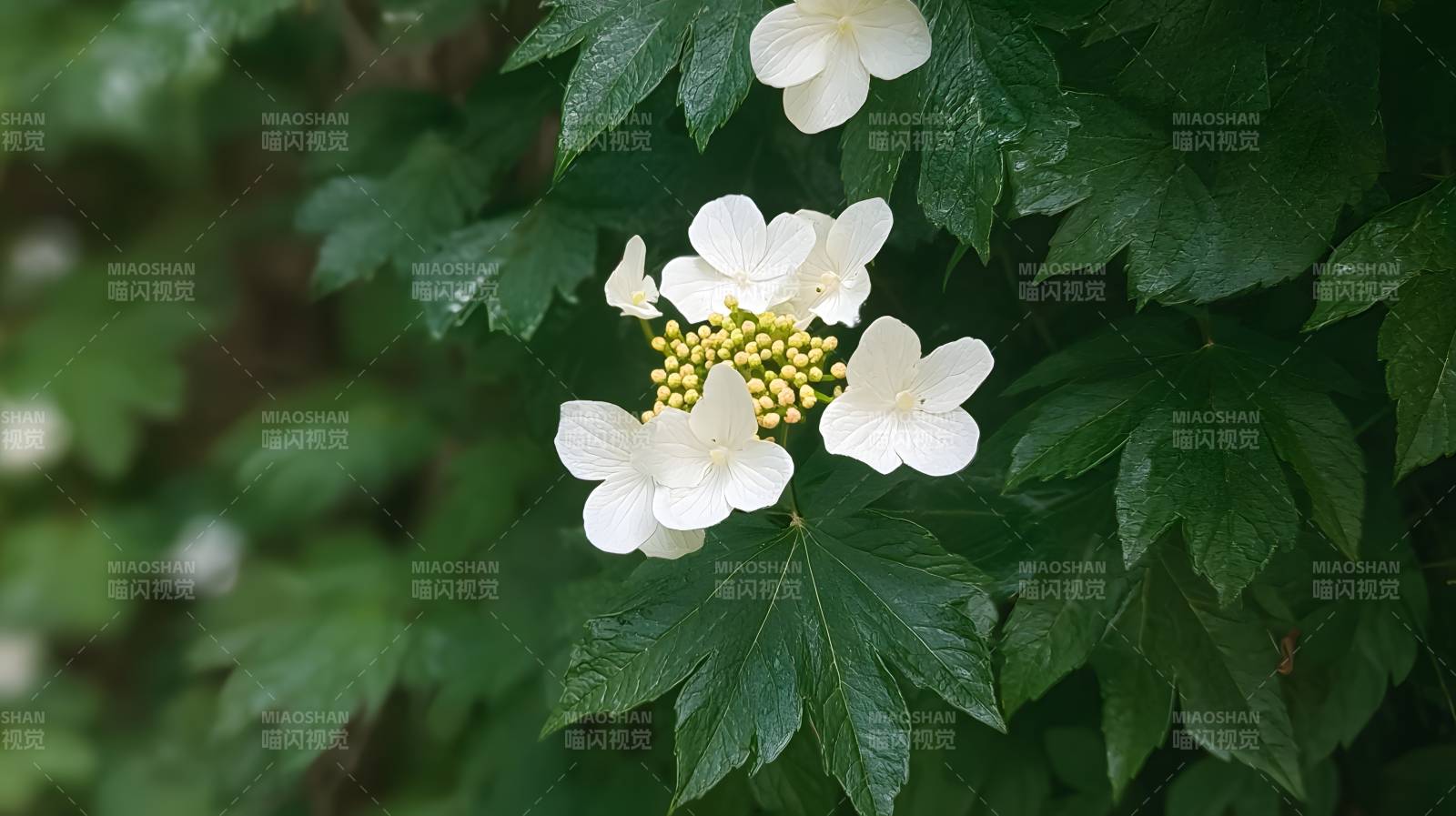 绿叶白花簇拥黄蕊绽放图片