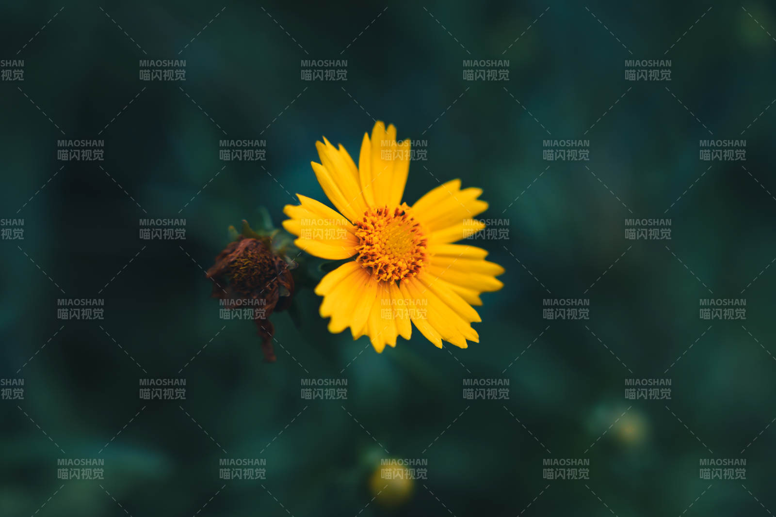 黄花独放 绿意朦胧背景中图片