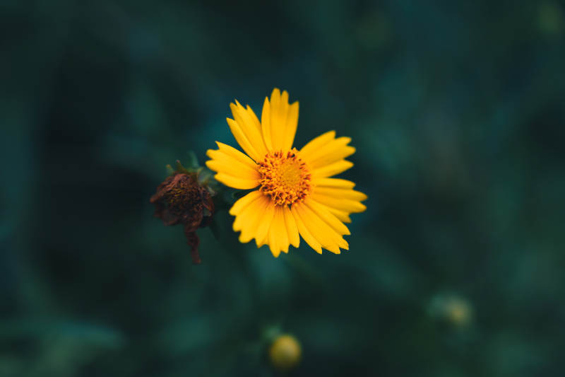 黄花独放 绿意朦胧背景中图片