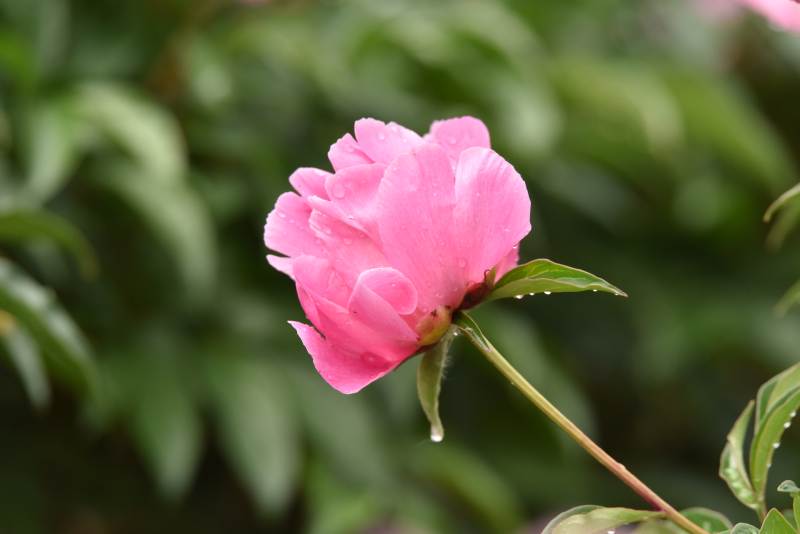 粉芍药含露绽放图片