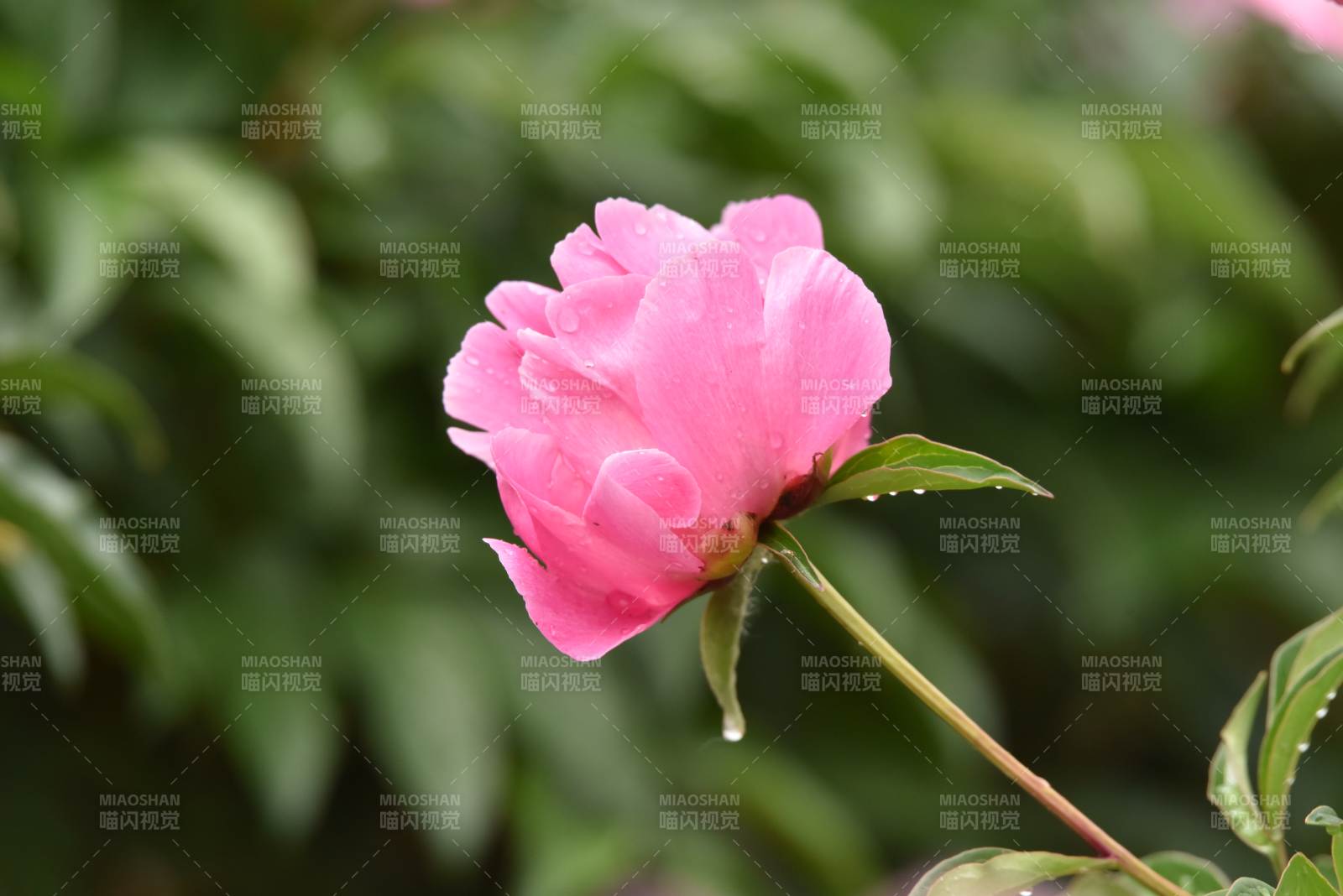 粉芍药含露绽放图片