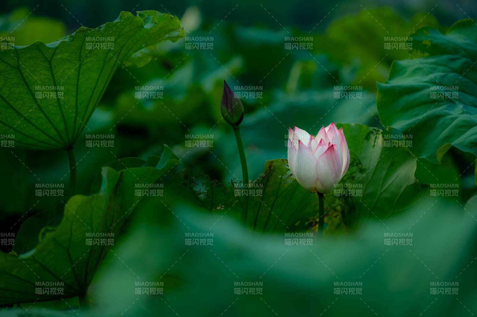 荷塘粉莲 绿叶掩映静美图片